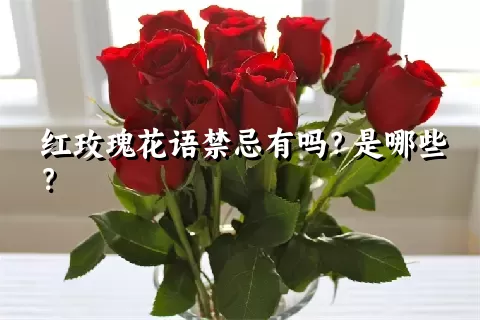 红玫瑰花语禁忌有吗？是哪些？