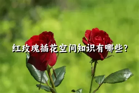 红玫瑰插花空间知识有哪些？