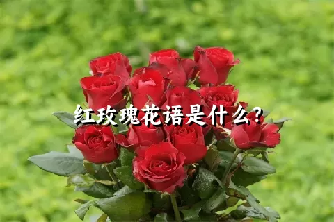 红玫瑰花语是什么？