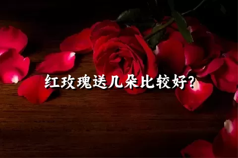 红玫瑰送几朵比较好？