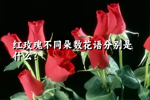 红玫瑰不同朵数花语分别是什么？