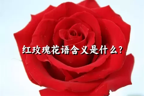 红玫瑰花语含义是什么？