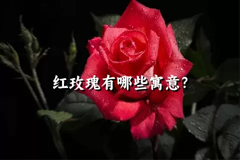 红玫瑰有哪些寓意？