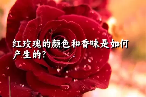 红玫瑰的颜色和香味是如何产生的？