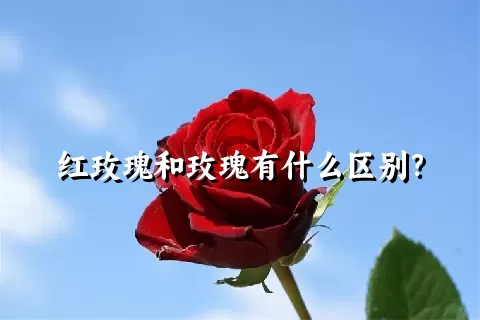 红玫瑰和玫瑰有什么区别？