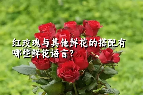 红玫瑰与其他鲜花的搭配有哪些鲜花语言？