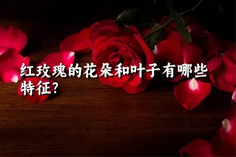 红玫瑰的花朵和叶子有哪些特征？