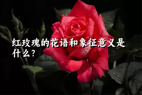 红玫瑰的花语和象征意义是什么？