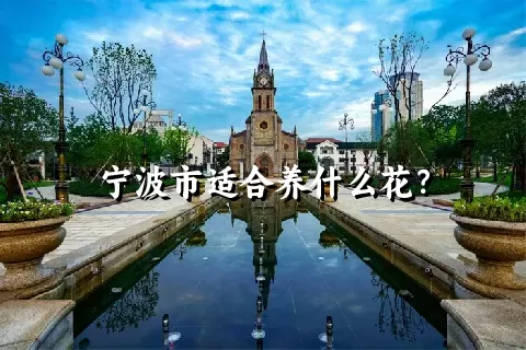 宁波市适合养什么花？