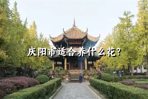 庆阳市适合养什么花？