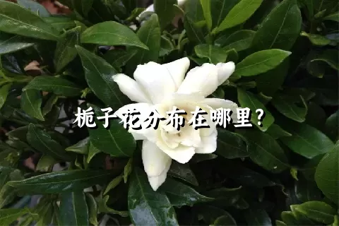 栀子花分布在哪里?