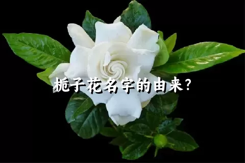 栀子花名字的由来？