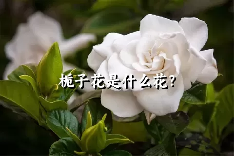 栀子花是什么花？