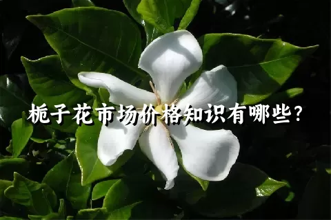 栀子花市场价格知识有哪些？