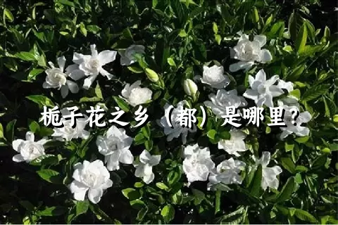 栀子花之乡（都）是哪里？