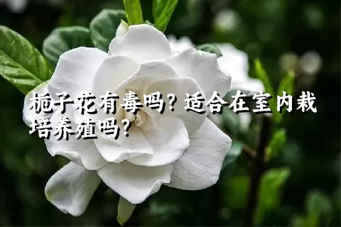 栀子花有毒吗？适合在室内栽培养殖吗？