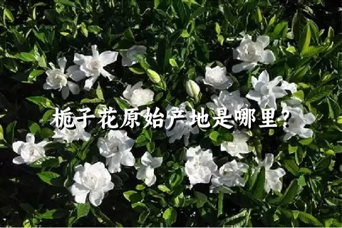 栀子花原始产地是哪里？