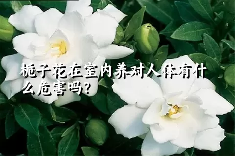 栀子花在室内养对人体有什么危害吗？