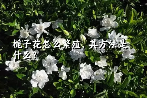 栀子花怎么繁殖，其方法是什么？