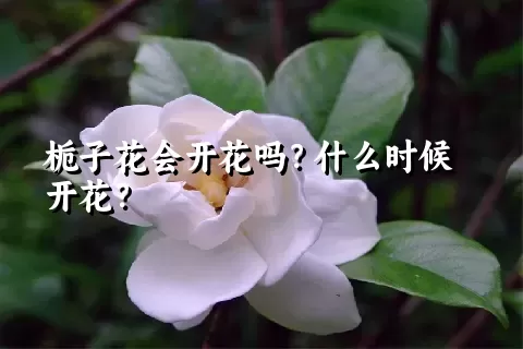 栀子花会开花吗？什么时候开花？