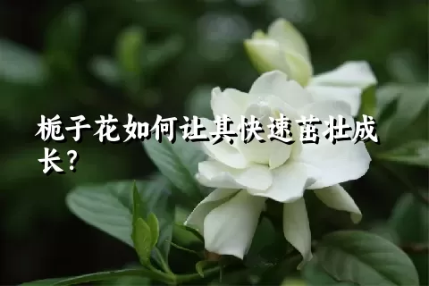 栀子花如何让其快速茁壮成长？