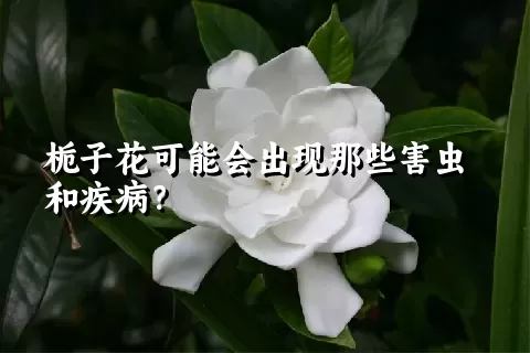 栀子花可能会出现那些害虫和疾病？