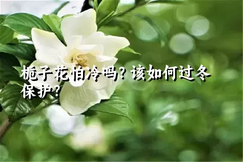 栀子花怕冷吗？该如何过冬保护？