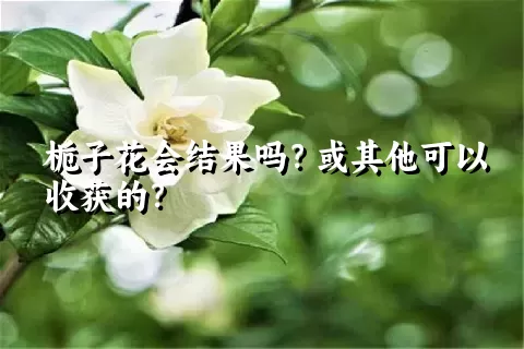 栀子花会结果吗？或其他可以收获的？