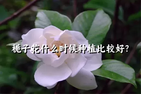 栀子花什么时候种植比较好？