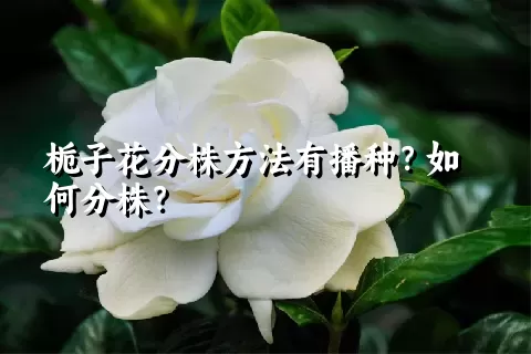 栀子花分株方法有播种？如何分株？