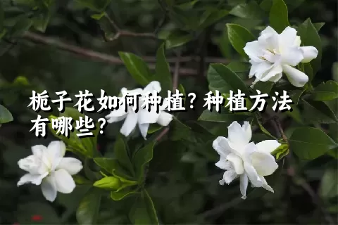 栀子花如何种植？种植方法有哪些？