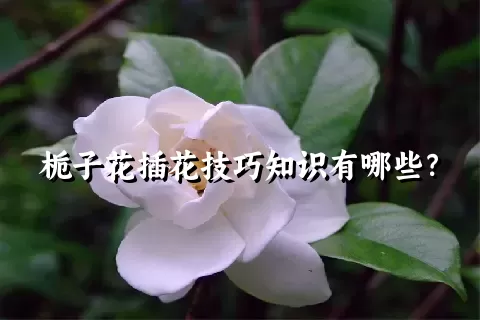 栀子花插花技巧知识有哪些？