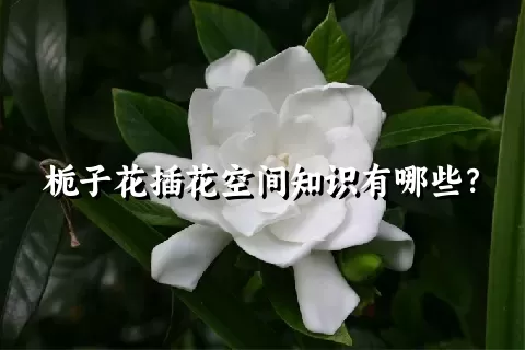 栀子花插花空间知识有哪些？