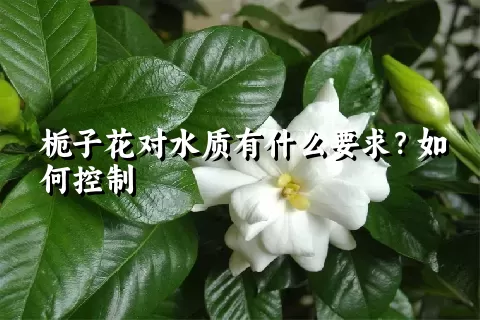 栀子花对水质有什么要求？如何控制