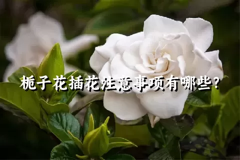 栀子花插花注意事项有哪些？