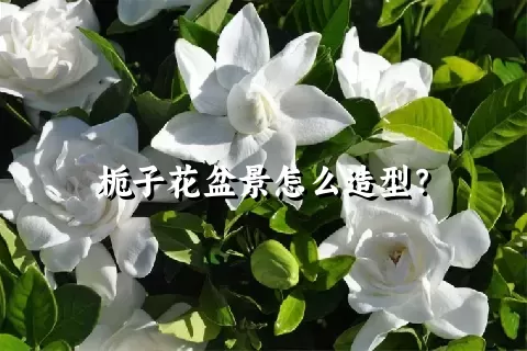 栀子花盆景怎么造型？