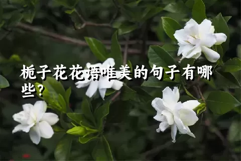 栀子花花语唯美的句子有哪些？