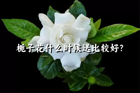 栀子花什么时候送比较好？