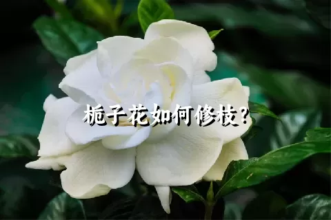 栀子花如何修枝？