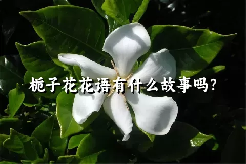 栀子花花语有什么故事吗？