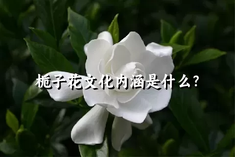 栀子花文化内涵是什么？