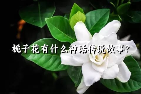 栀子花有什么神话传说故事？