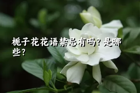 栀子花花语禁忌有吗？是哪些？