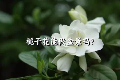 栀子花能做盆景吗？