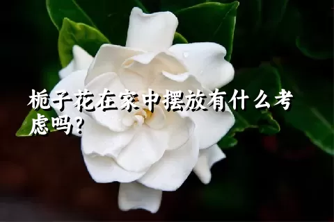 栀子花在家中摆放有什么考虑吗？