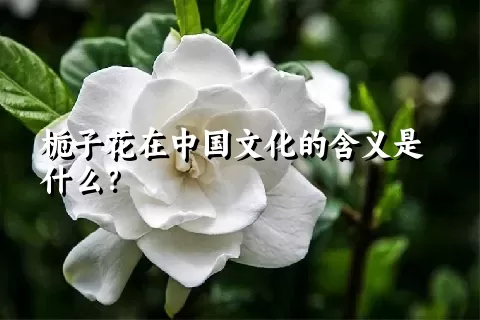 栀子花在中国文化的含义是什么？