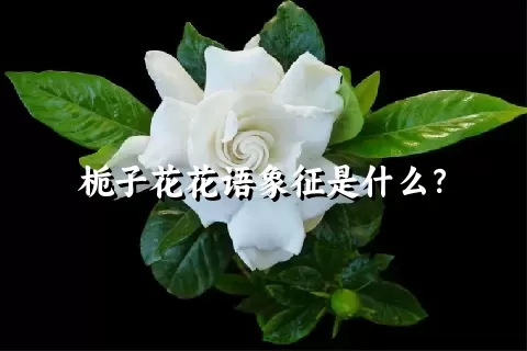 栀子花花语象征是什么？