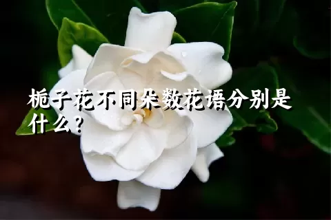 栀子花不同朵数花语分别是什么？