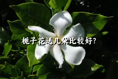 栀子花送几朵比较好？