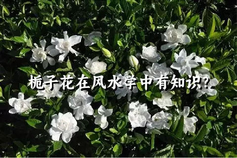 栀子花在风水学中有知识？